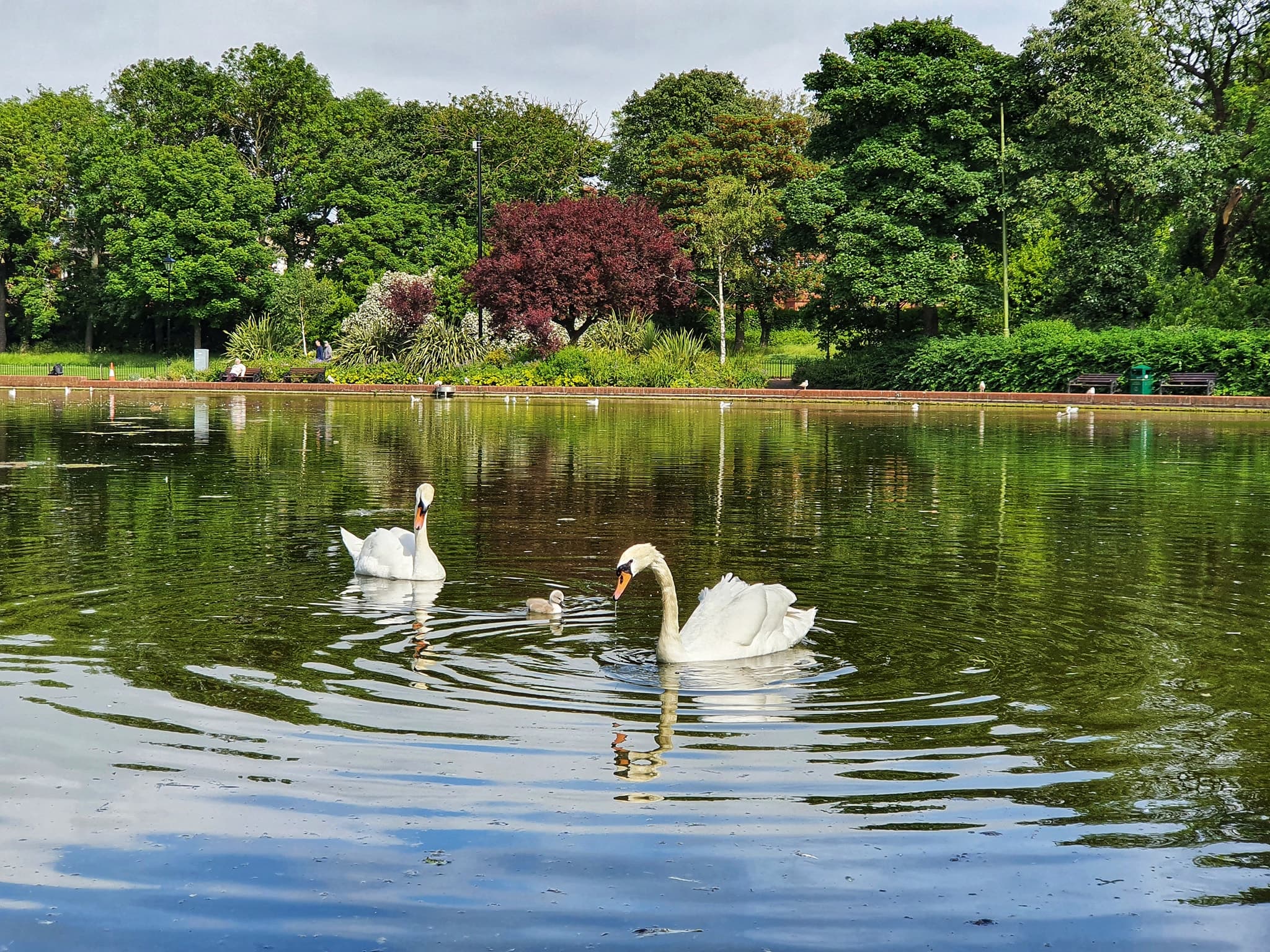 Roker Park - Photo