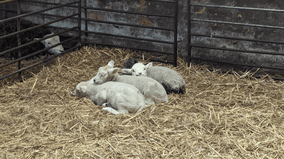 Lizzie's Farm - Photo