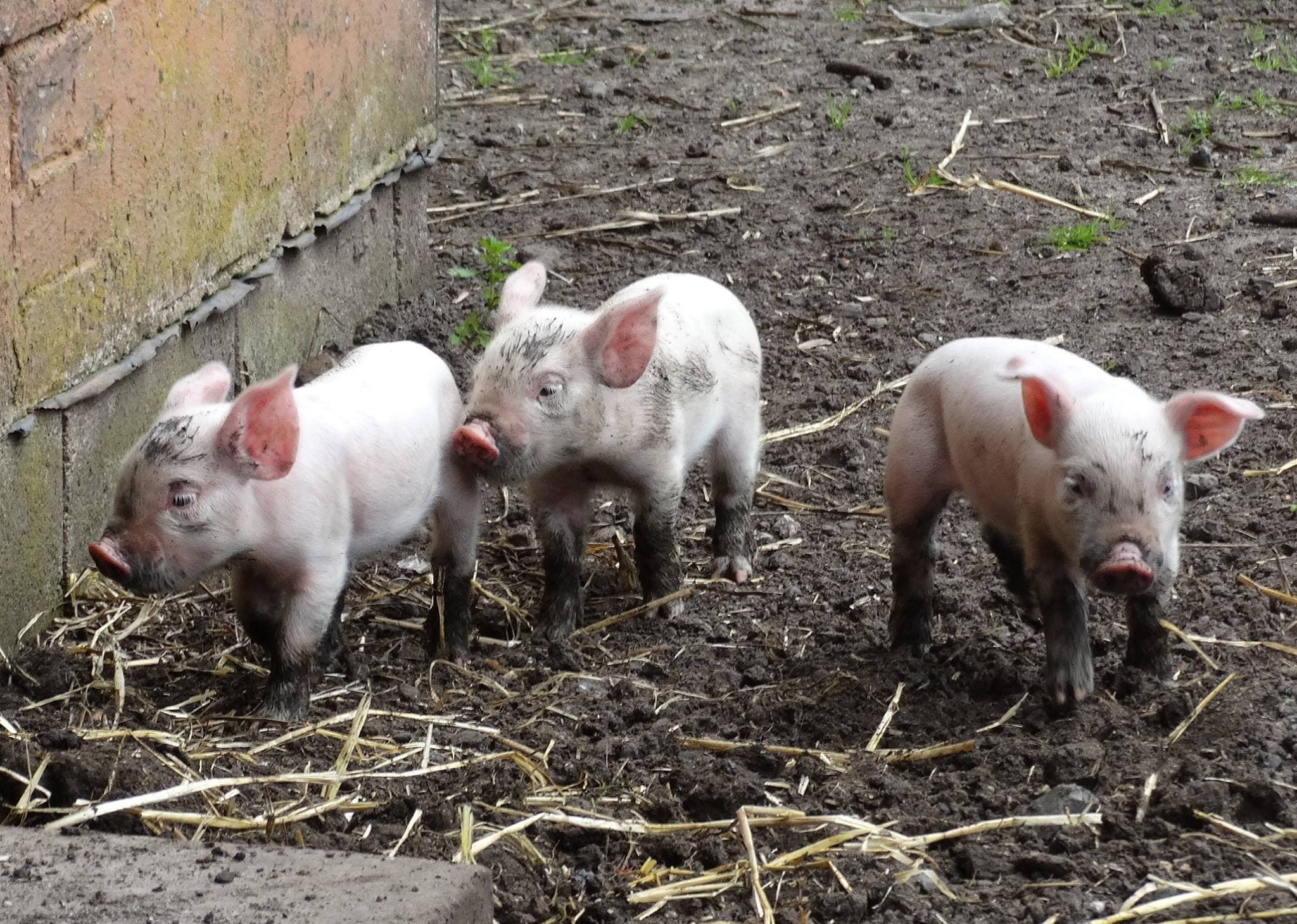 Acorn Farm - Photo 1