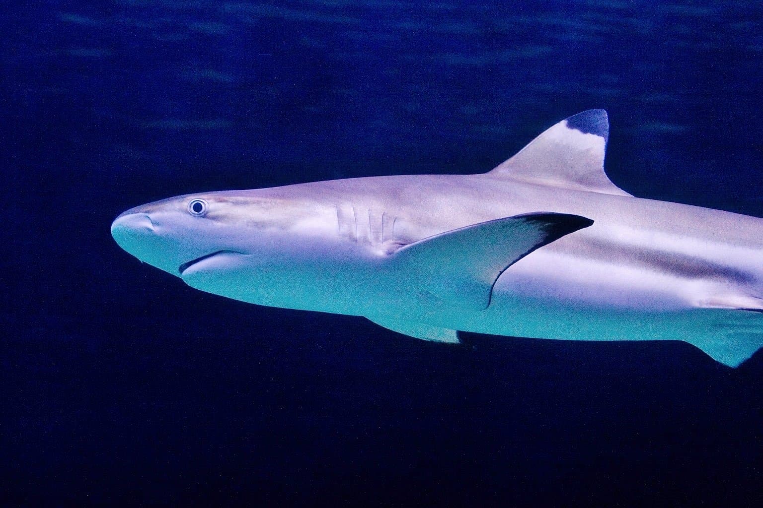 Hastings Aquarium - Photo