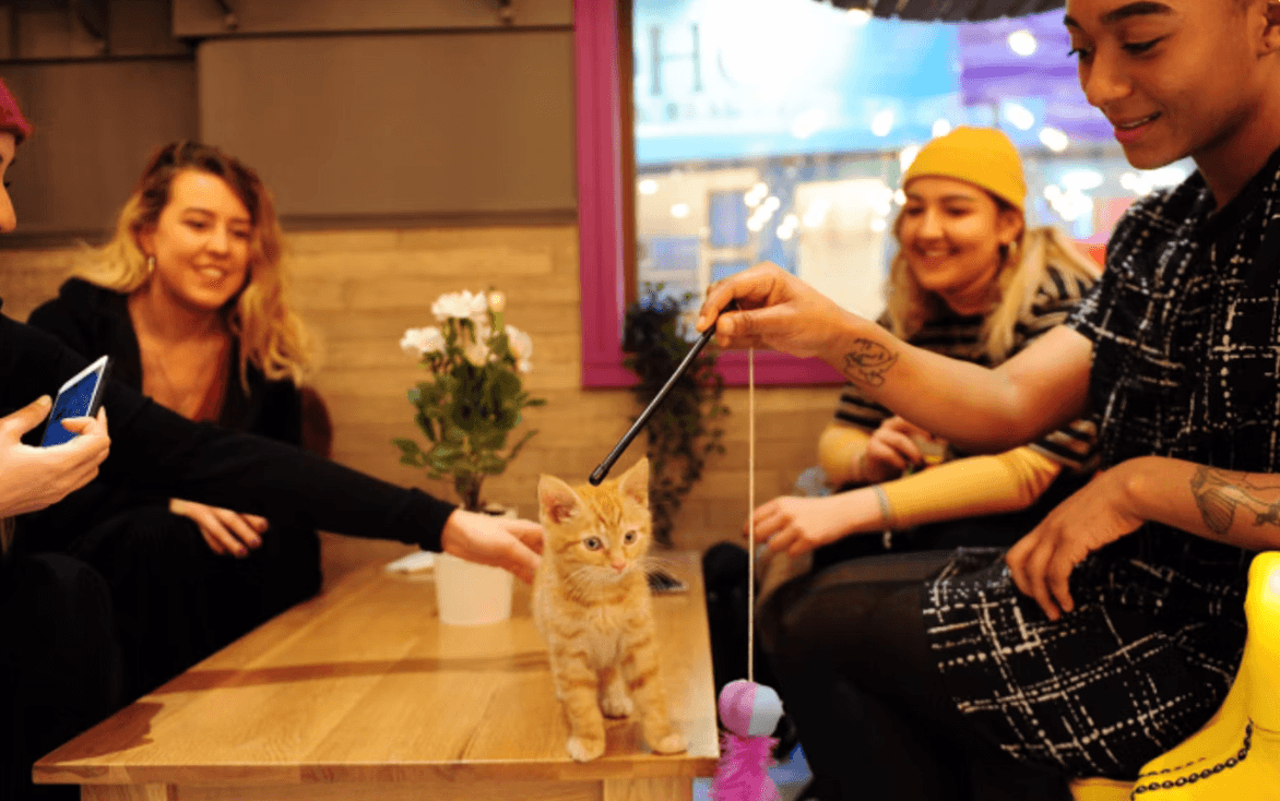 Kitty Cafe Leeds