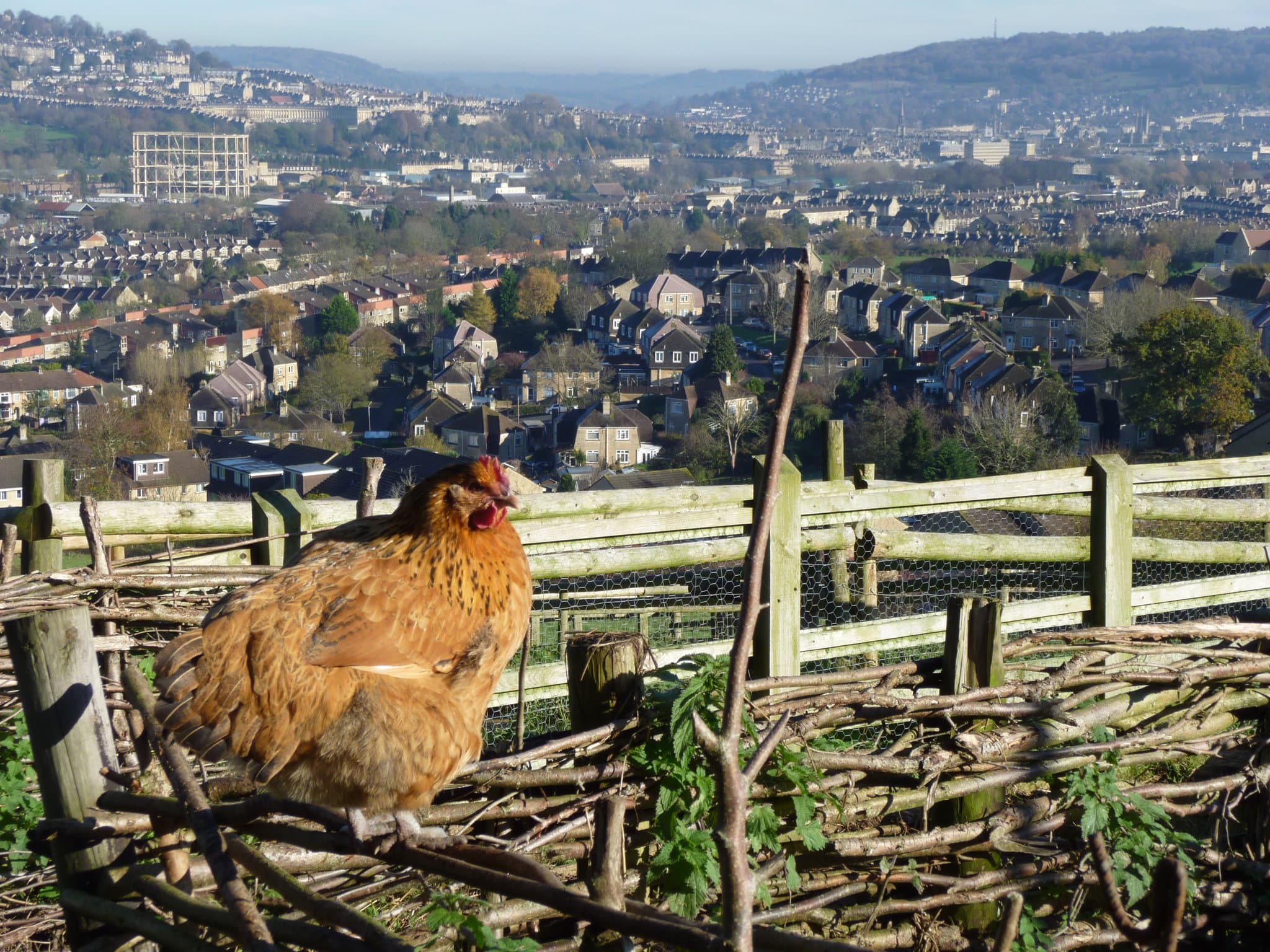 Bath City Farm - Photo