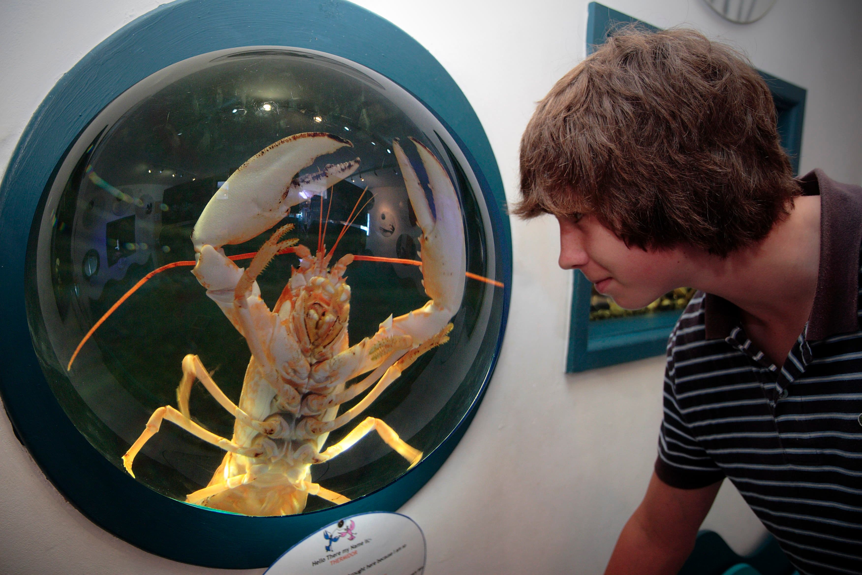 National Lobster Hatchery - Photo 1