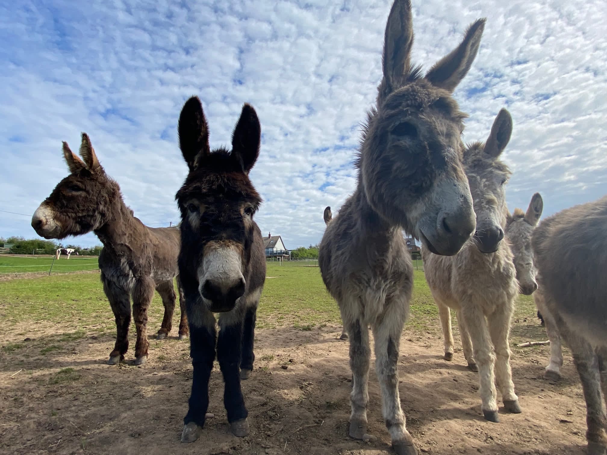 Charnwood Forest Alpacas - Photo