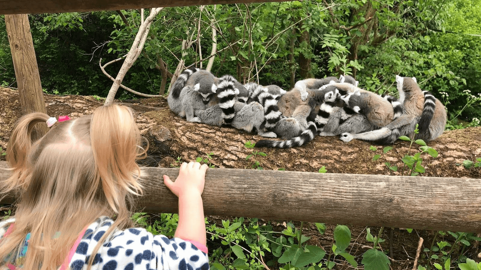 Dudley Zoo and Castle - Photo