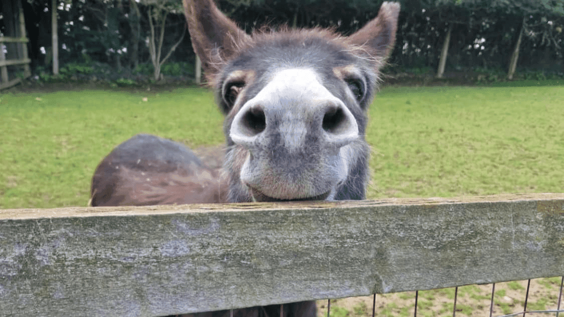 Woodside Animal Farm - Photo 1