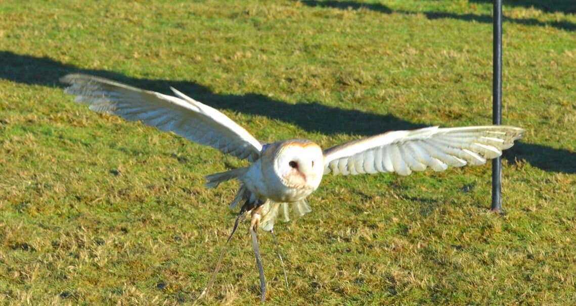 Willows Bird of Prey Centre - Photo