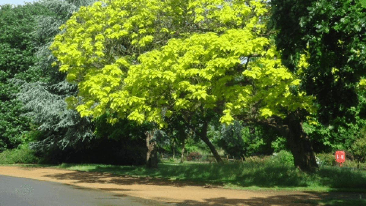 Dulwich Park - Photo