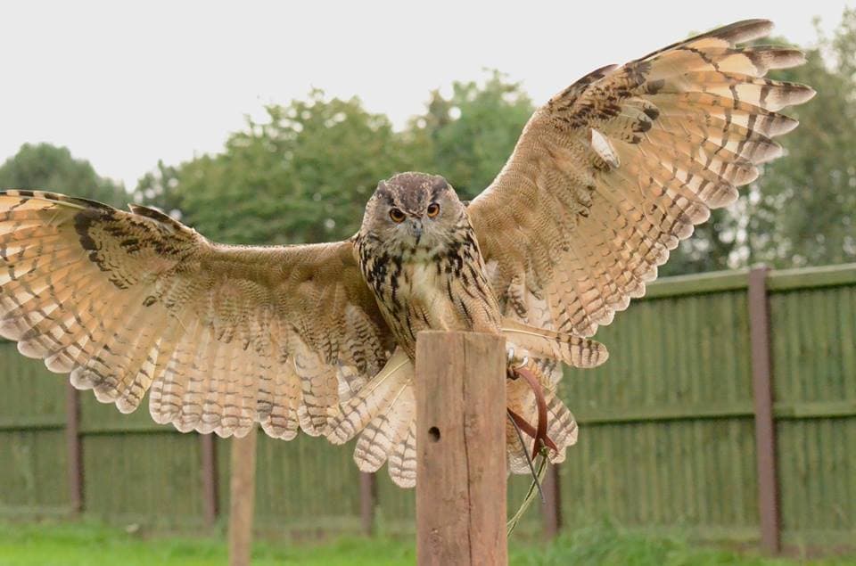 Gentleshaw Wildlife Centre - Photo