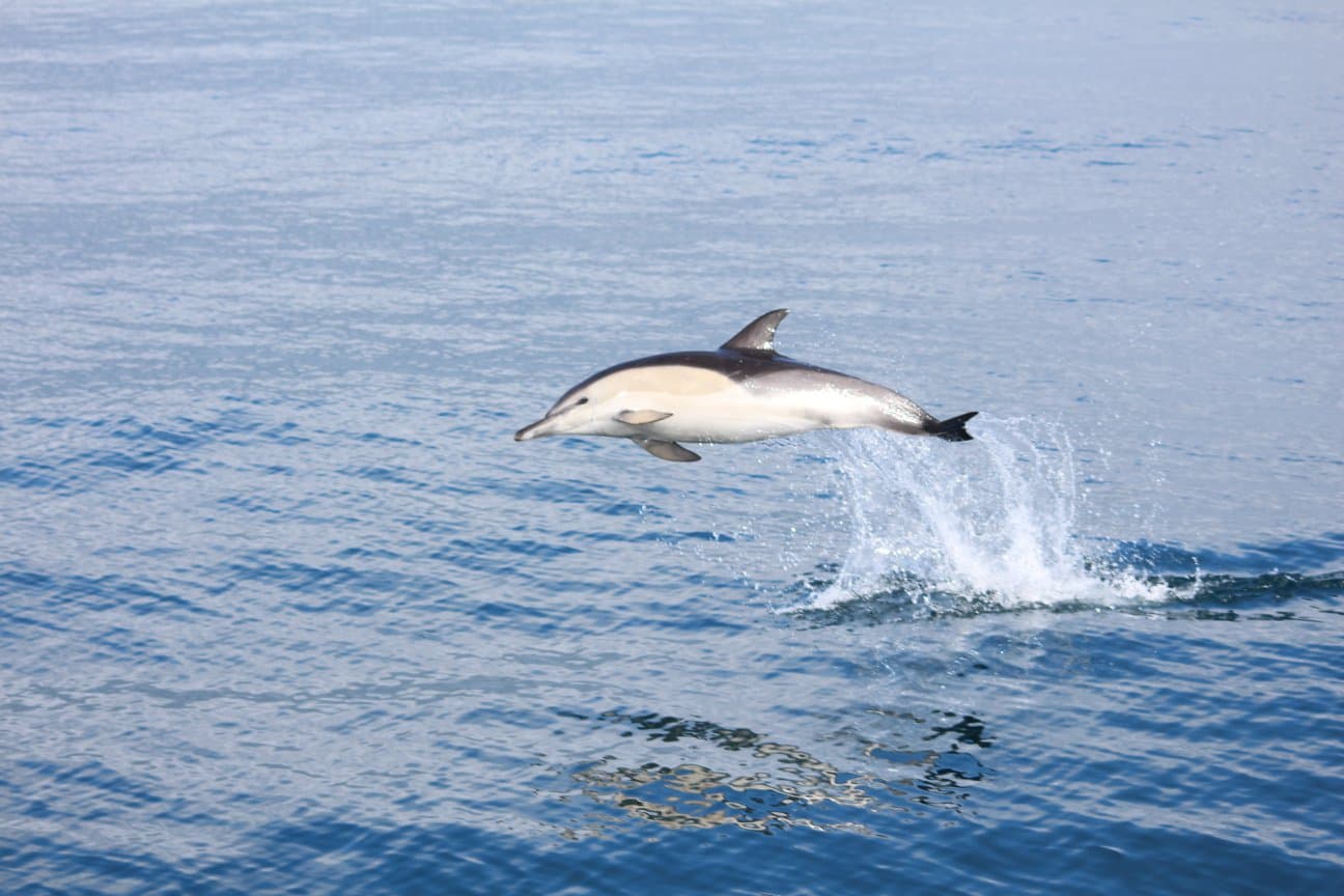 Orca Sea Safaris - Photo