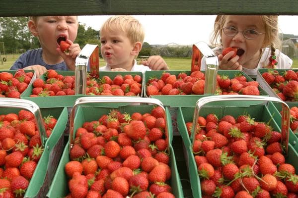 Cairnie Fruit Farm & Mega Maze