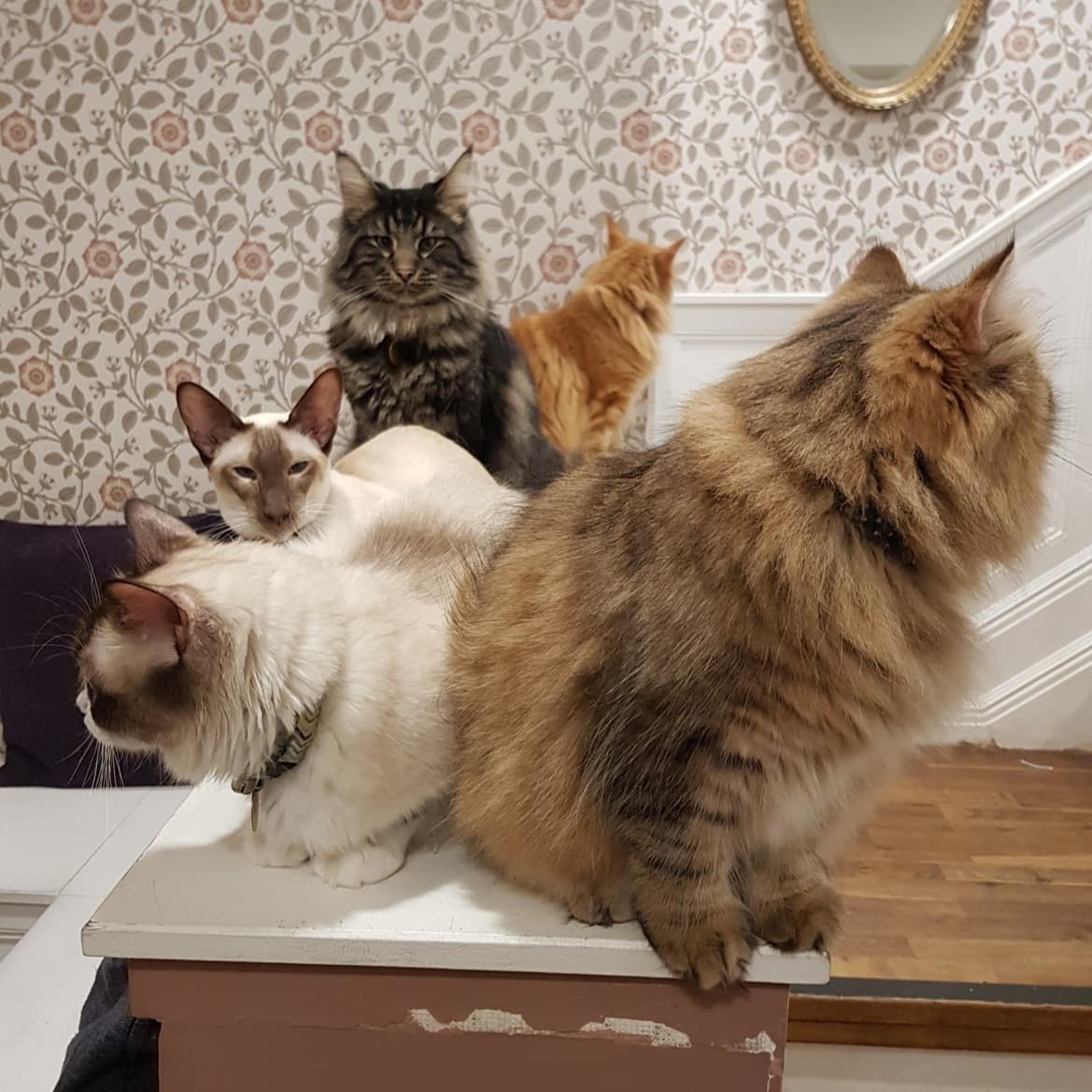 Cat Cafe Liverpool - Photo 1