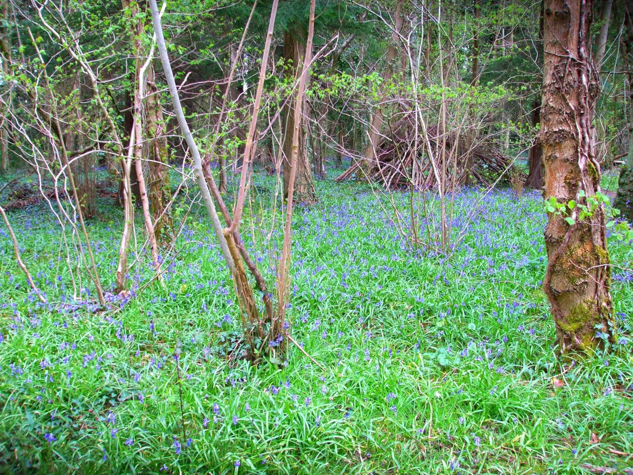 Itchen Valley Country Park - Photo