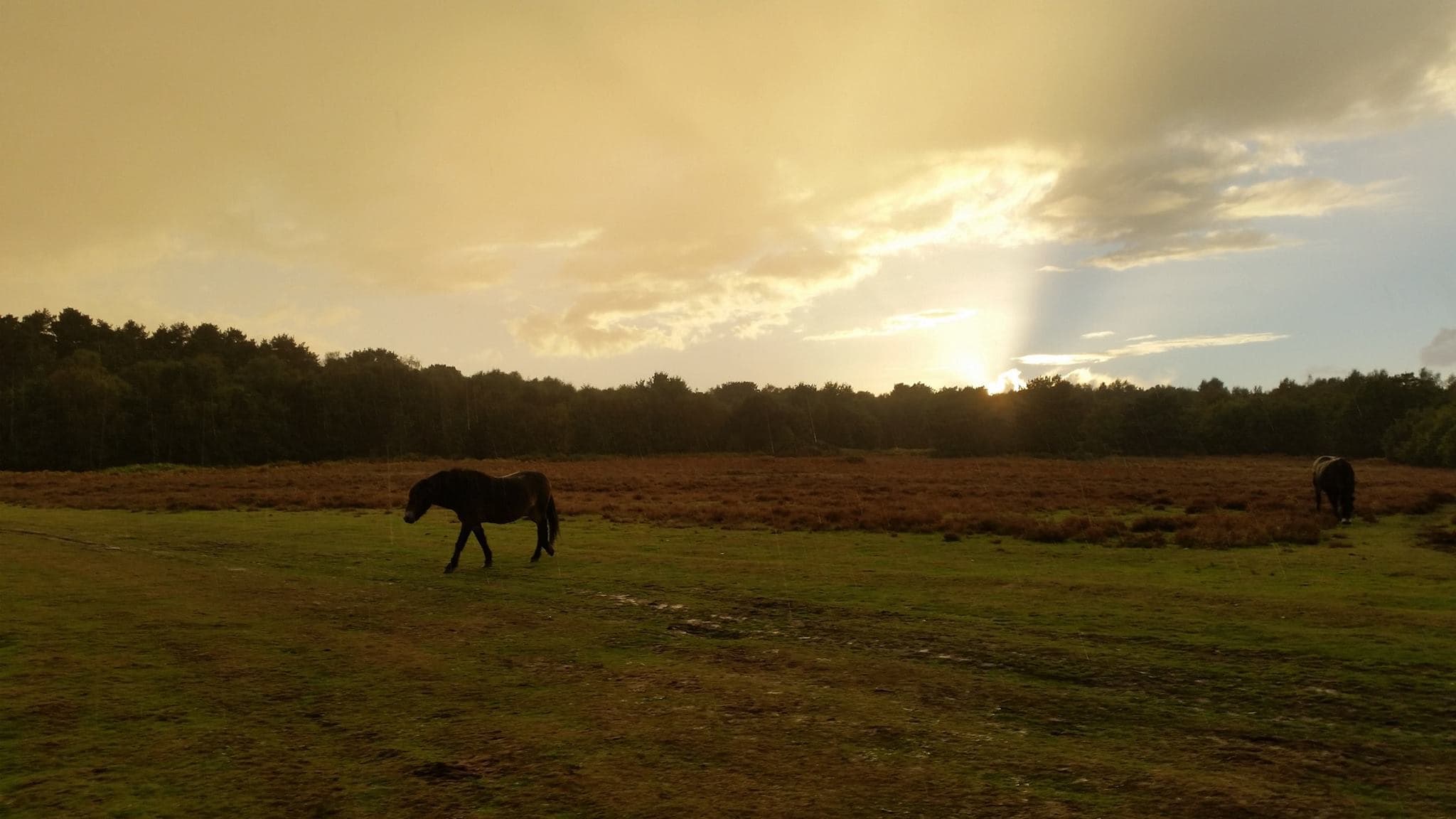 Knettishall Heath Country Park