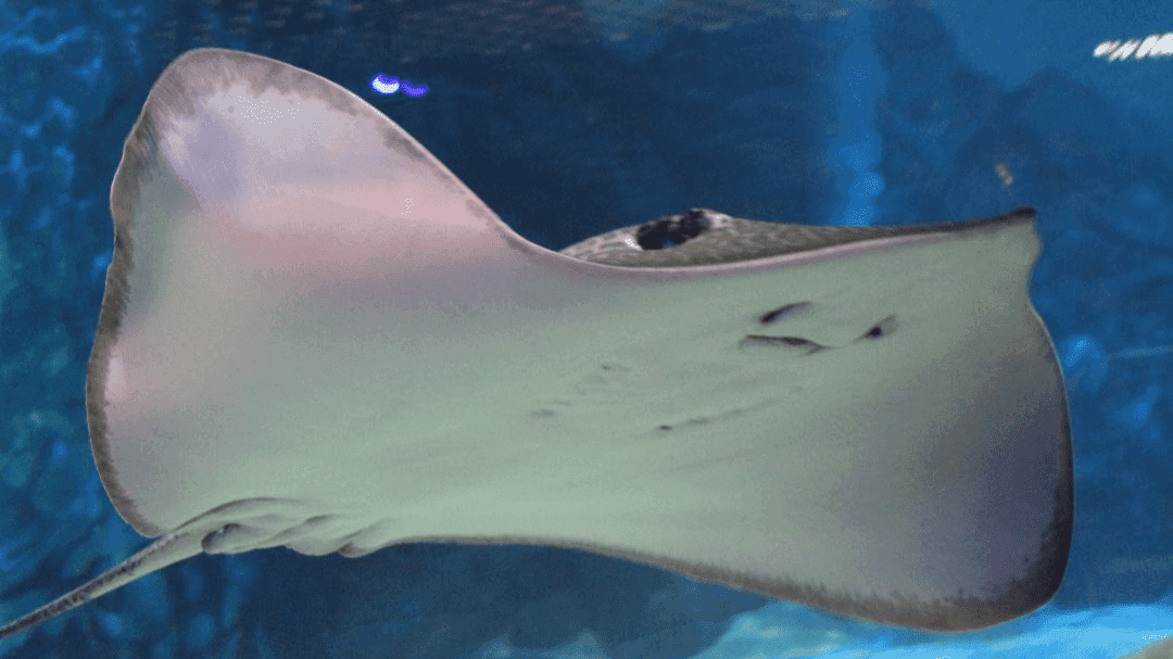 Exploris Aquarium - Photo