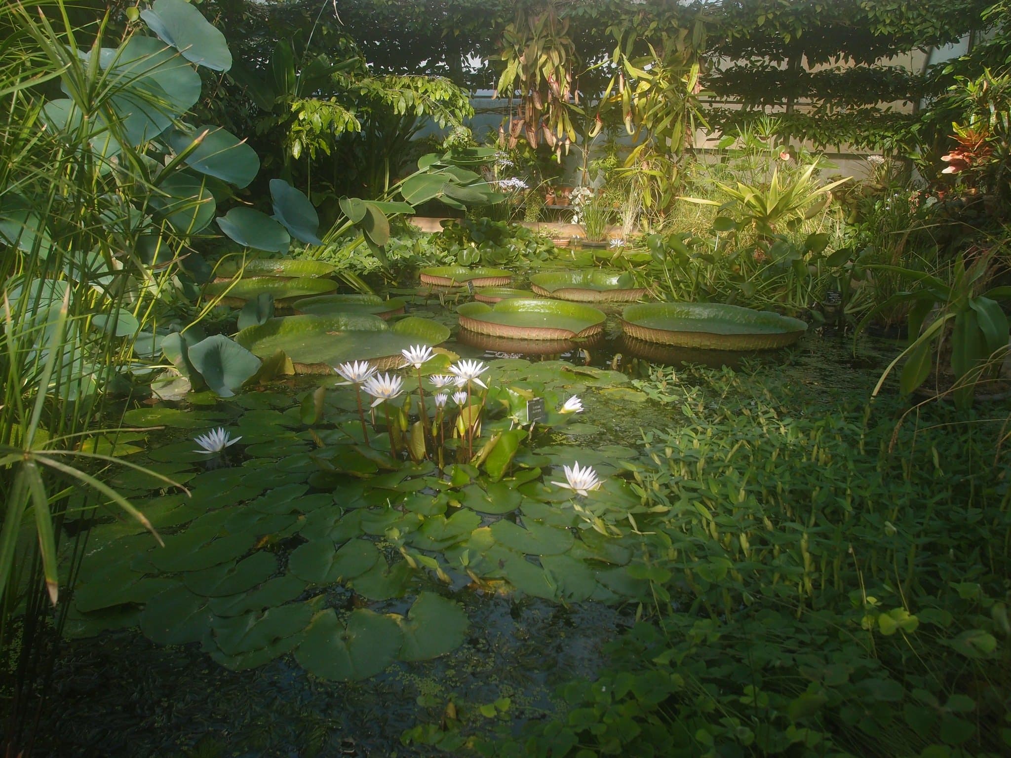 The University of Oxford Botanic Garden - Photo