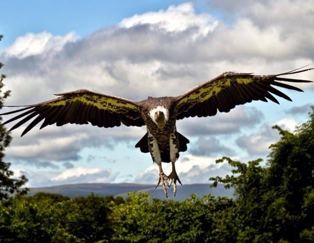 World of Wings - Photo