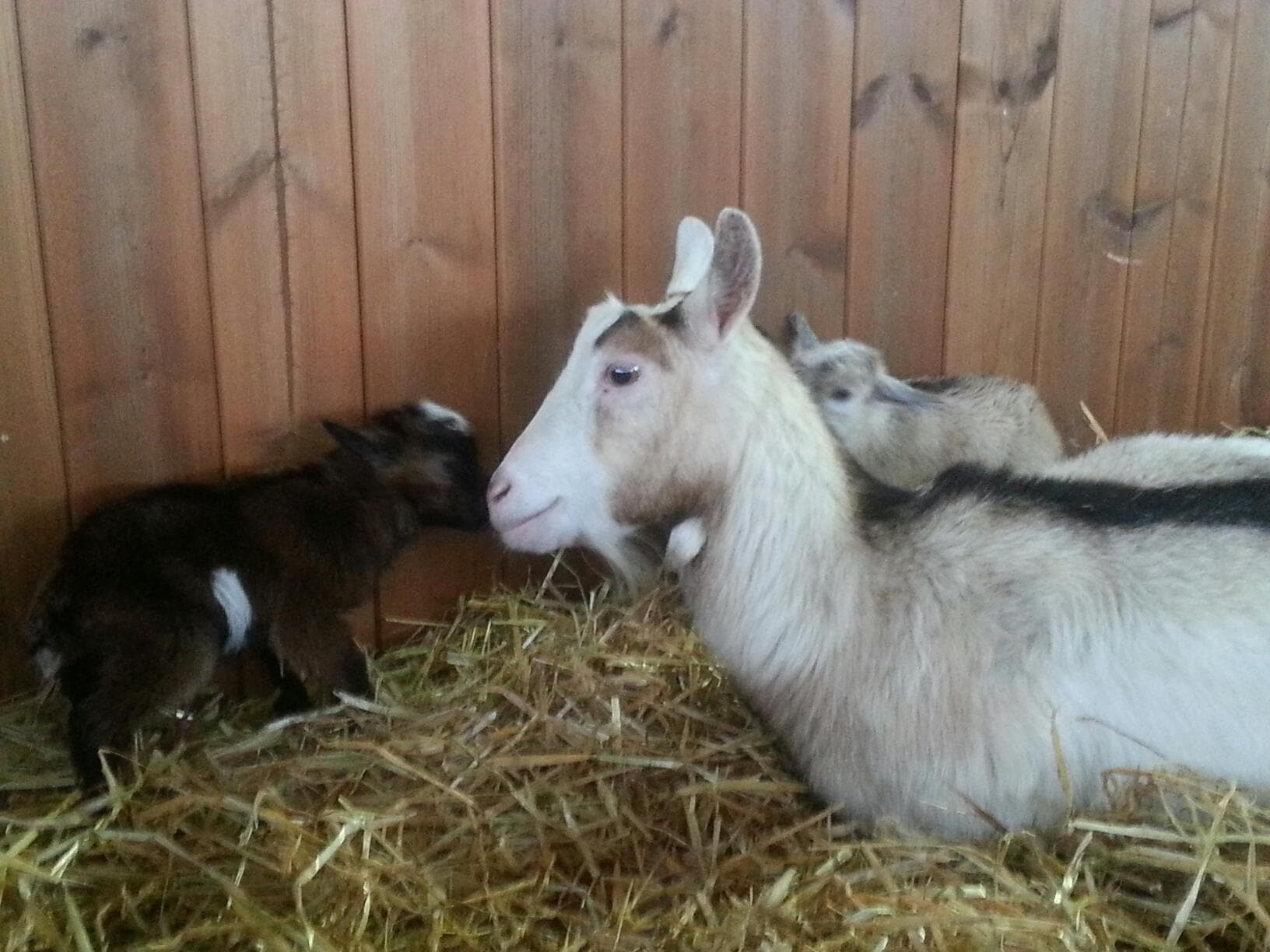 Washbrooks Family Farm - Photo 1
