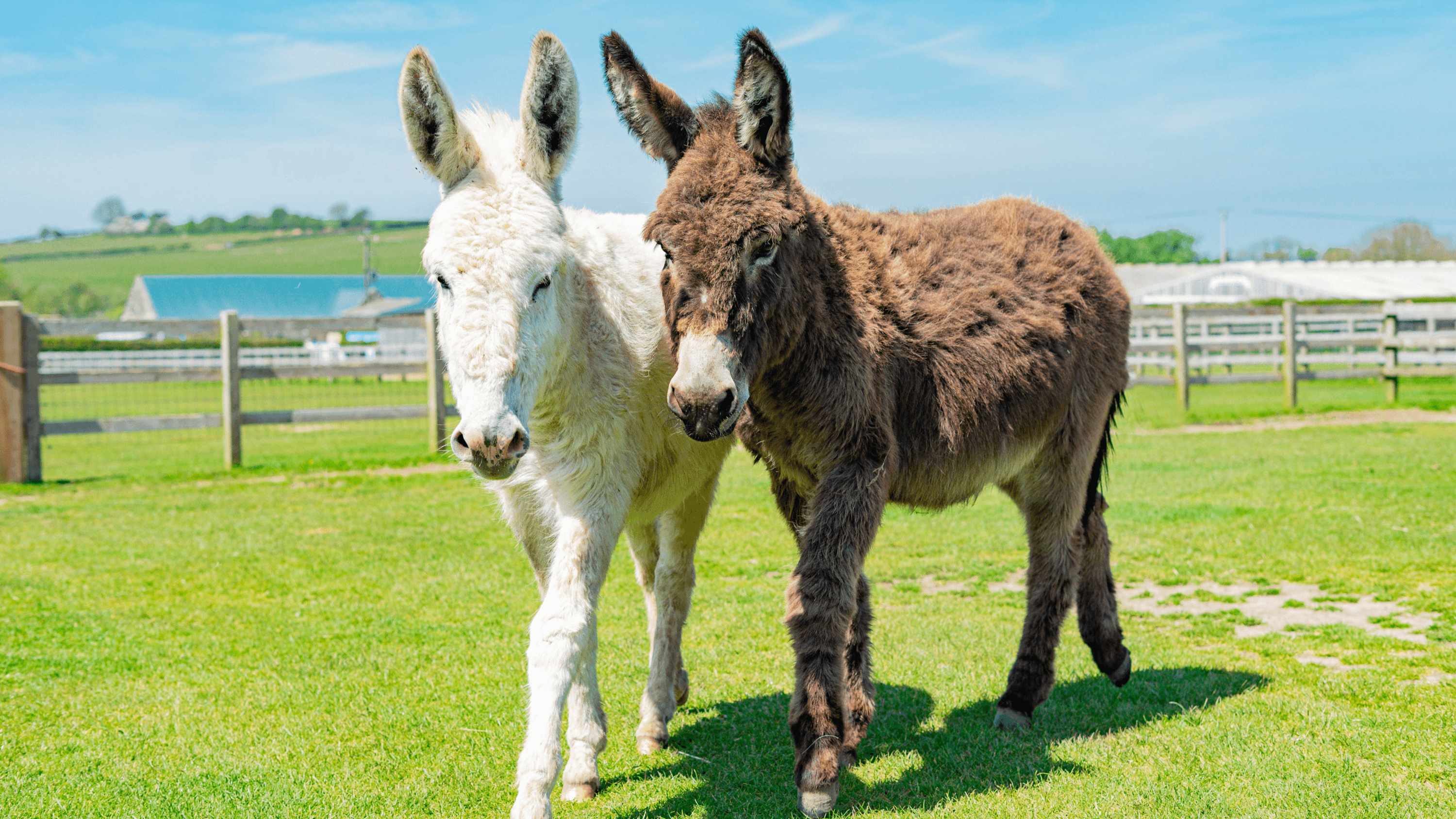 Isle of Wight Donkey Sanctuary