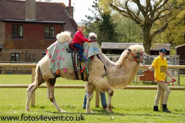 Josephs Amazing Camels - Photo