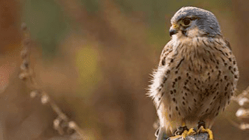 SMJ Falconry - Photo