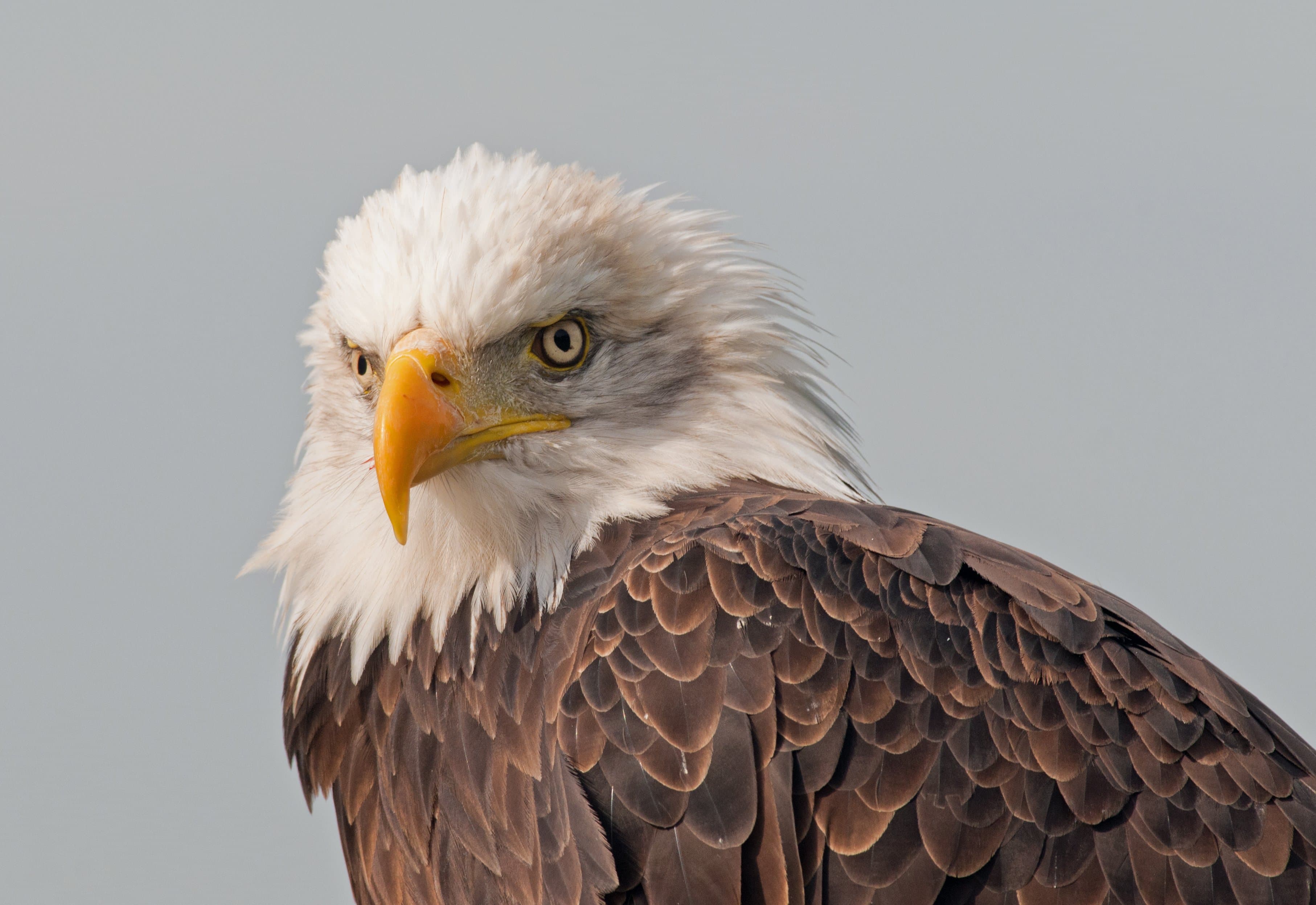 The Raptor Foundation - Photo