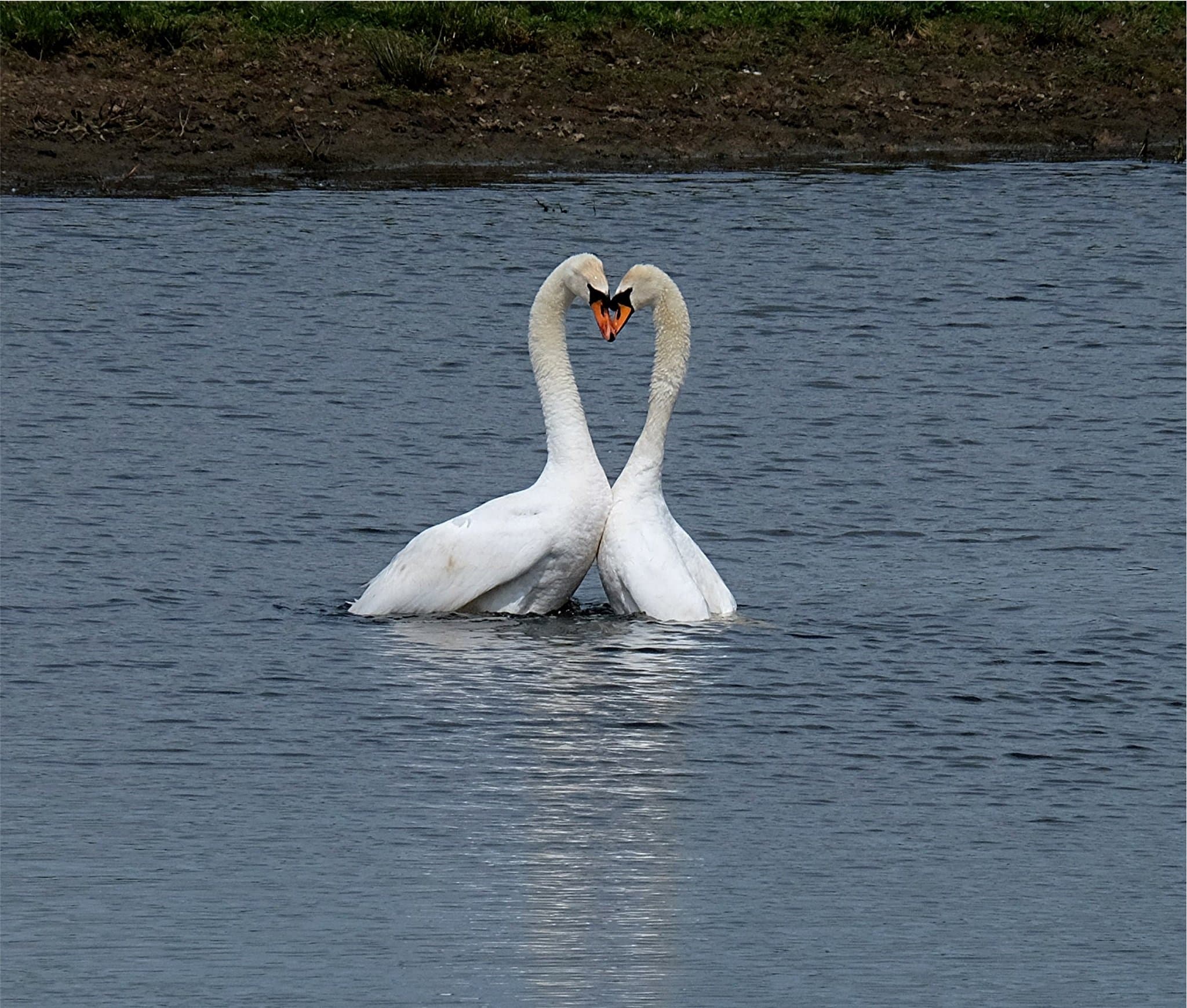 RSPB Old Moor