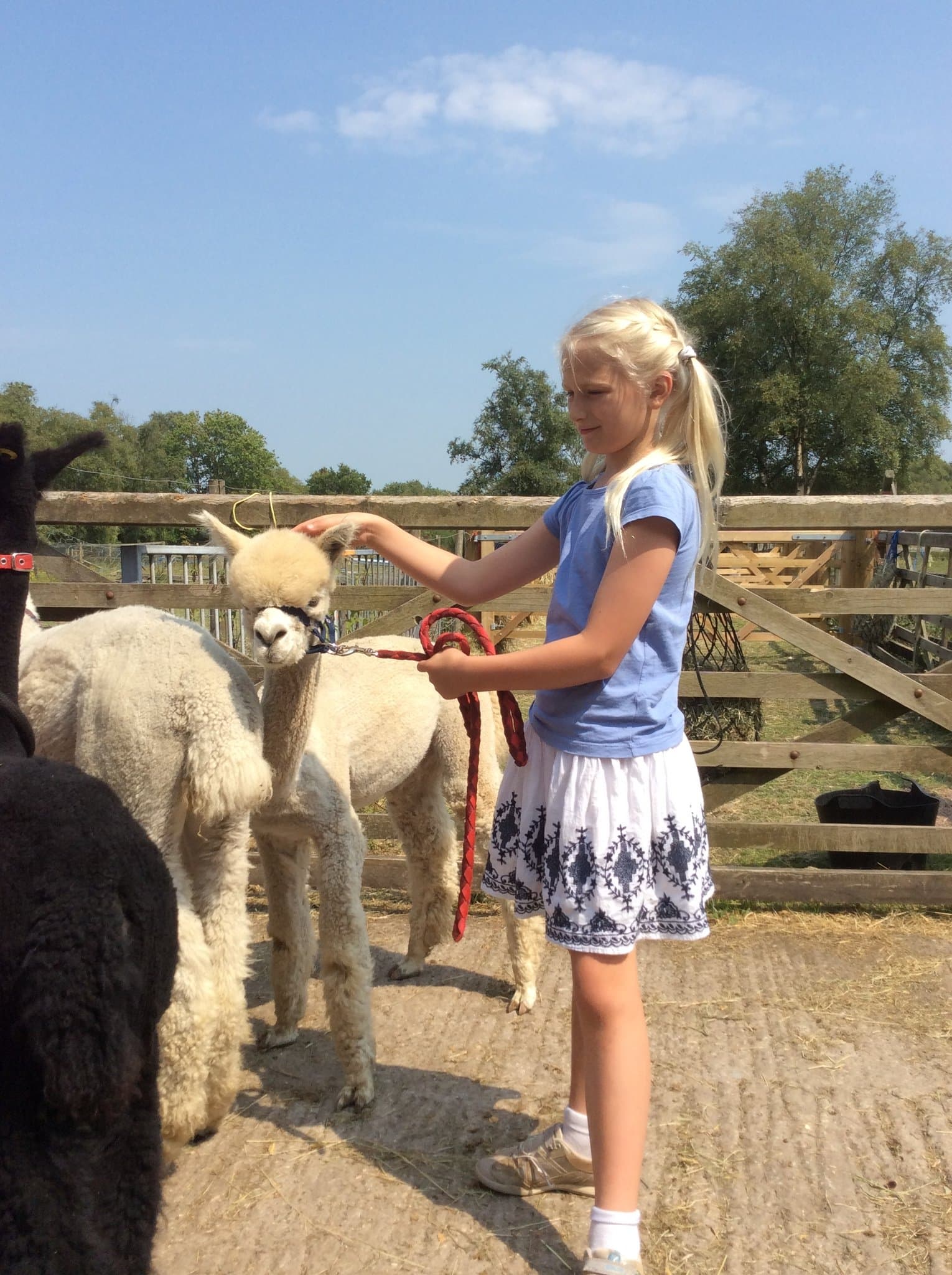 Alpaca Trekking with Bearhouse Alpacas - Photo