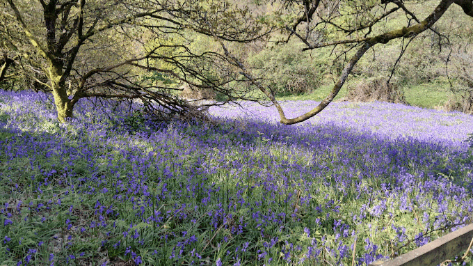 Waseley Hills Country Park - Photo