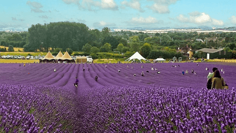 Hitchin Lavender - Photo