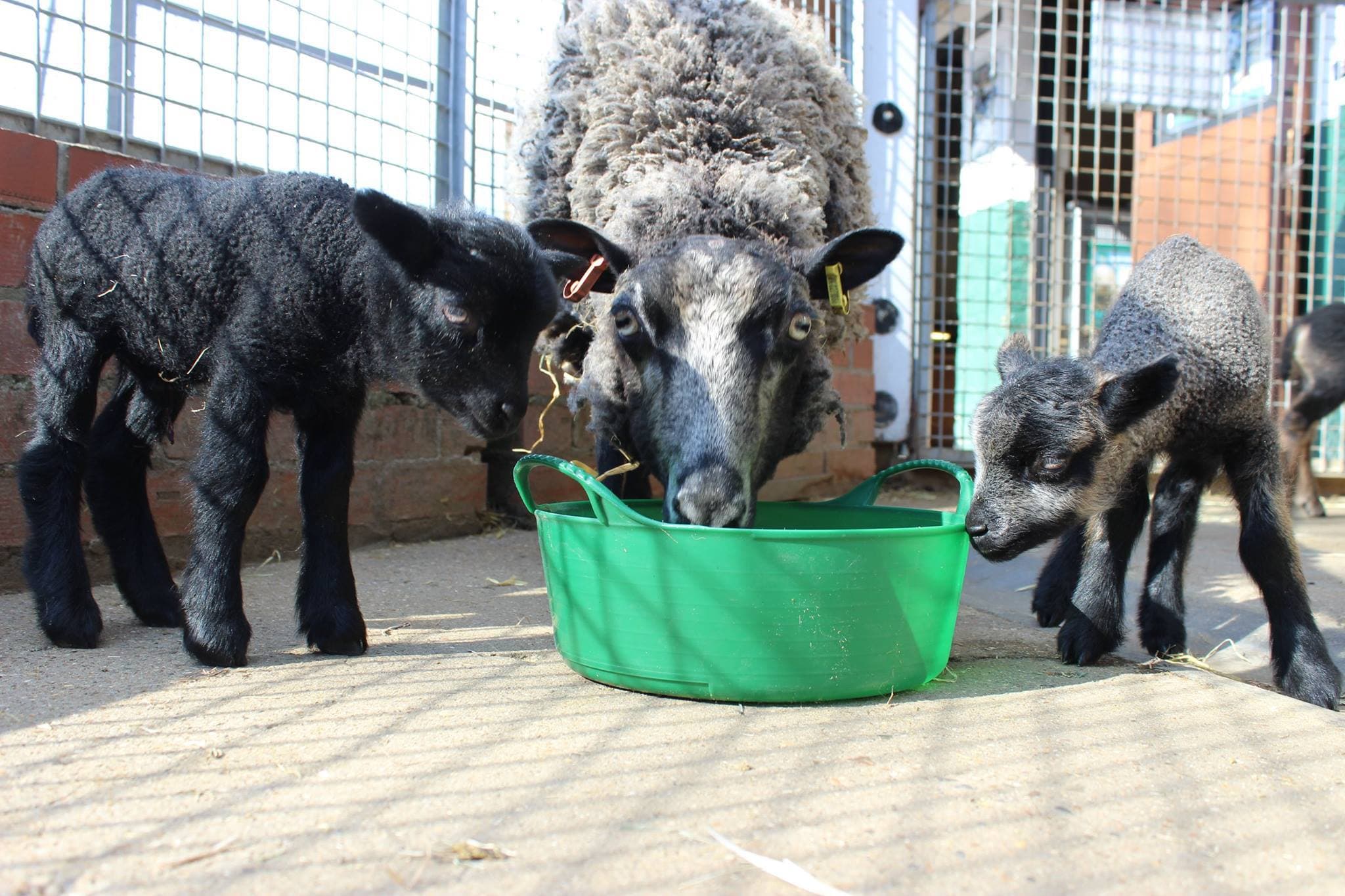 Vauxhall City Farm - Photo
