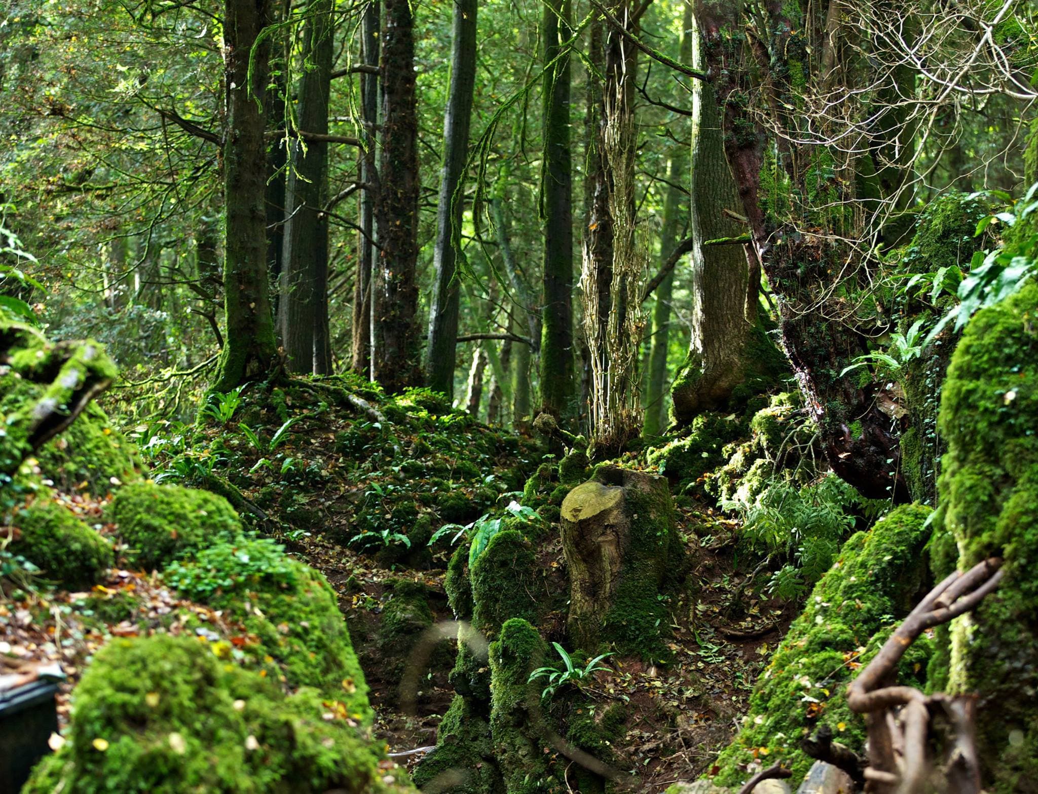 Puzzlewood - Photo