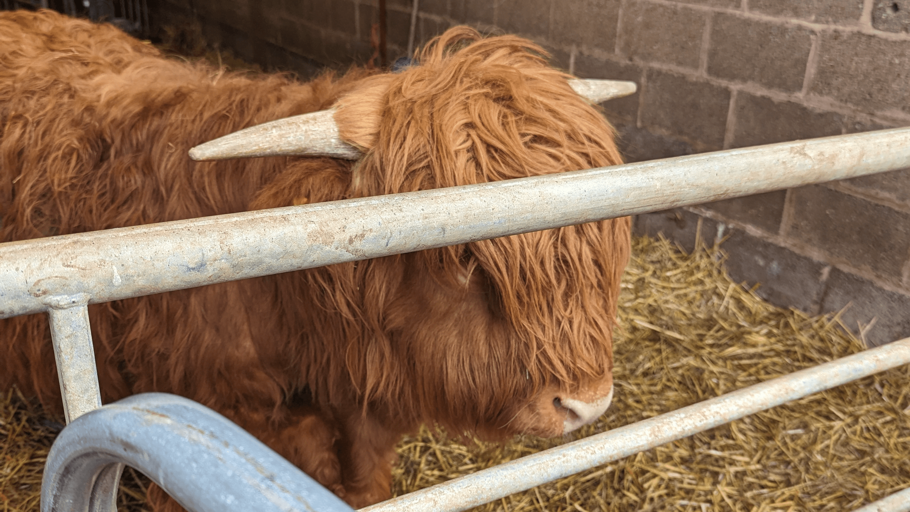 Lizzie's Farm - Photo 1