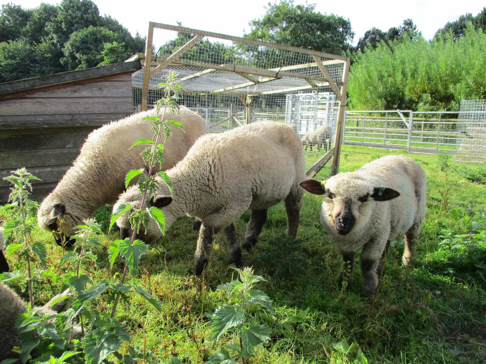 Northycote Farm and Country Park - Photo