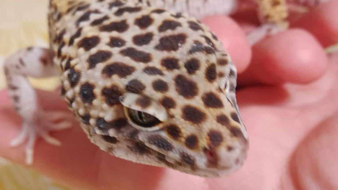 DJL Exotics - Photo
