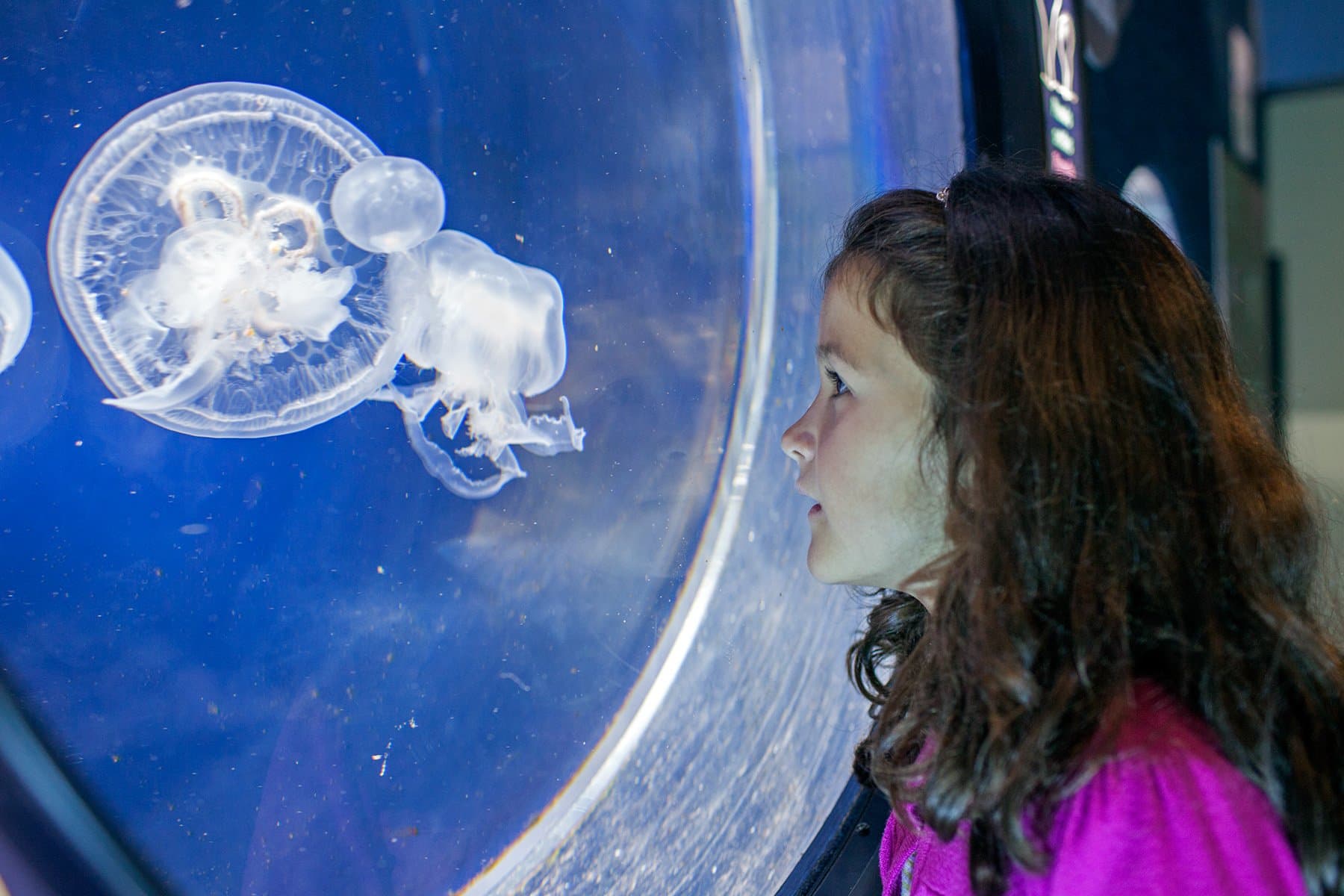 Anglesey Sea Zoo - Photo