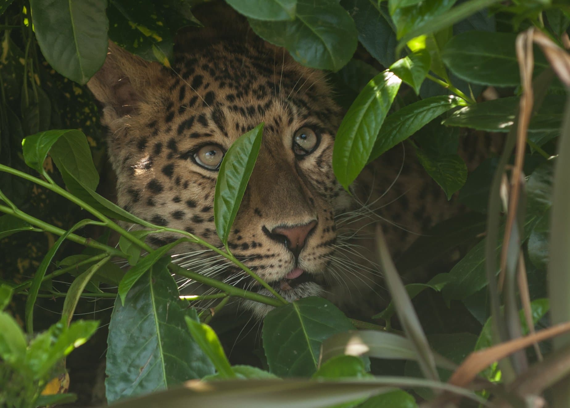 Howletts Wild Animal Park - Photo