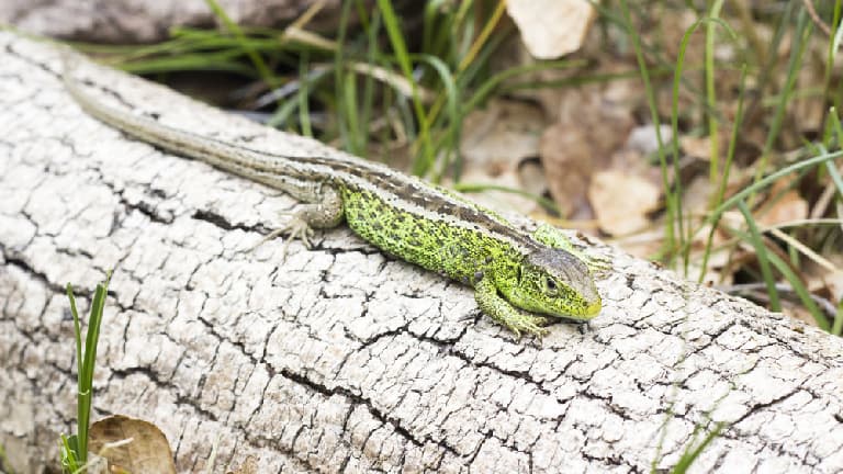 New Forest Reptile Centre - Photo 1
