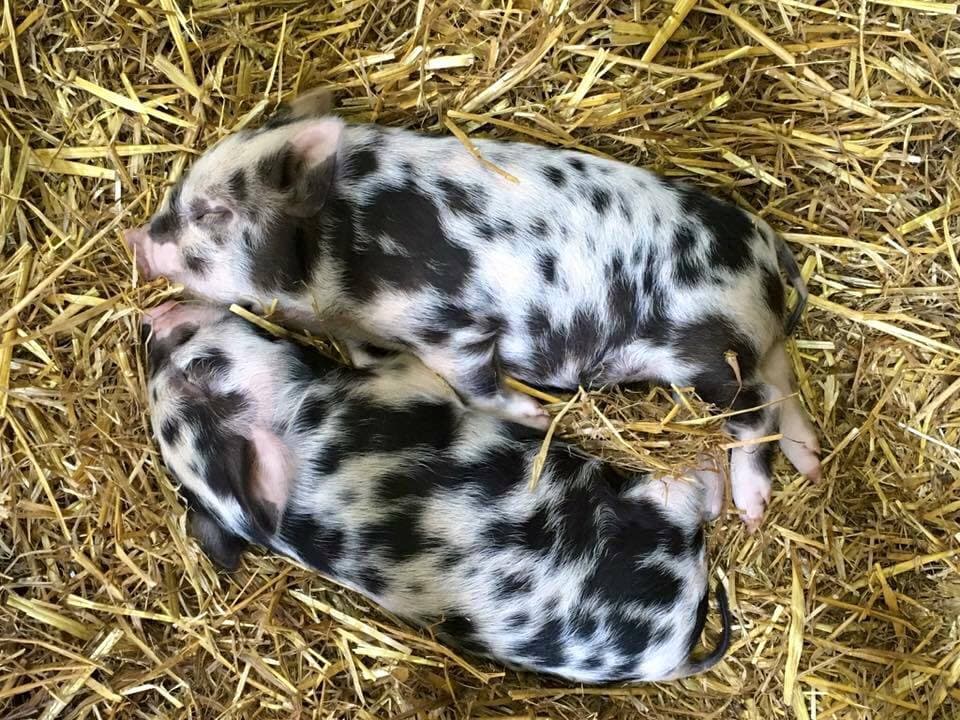 Smithills Open Farm