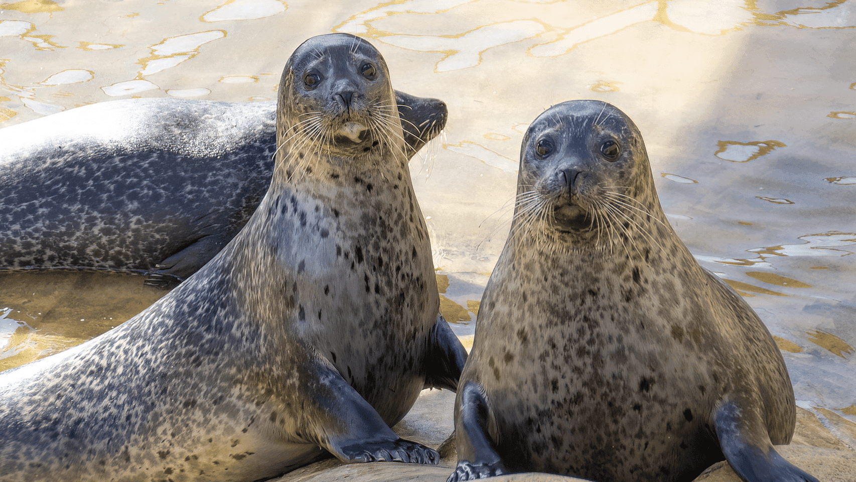 Cornish Seal Sanctuary - Photo