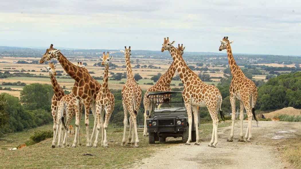 Port Lympne Safari Park