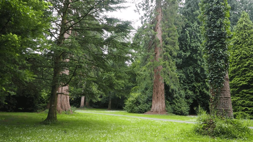 Gosford Forest Park Armagh - Photo