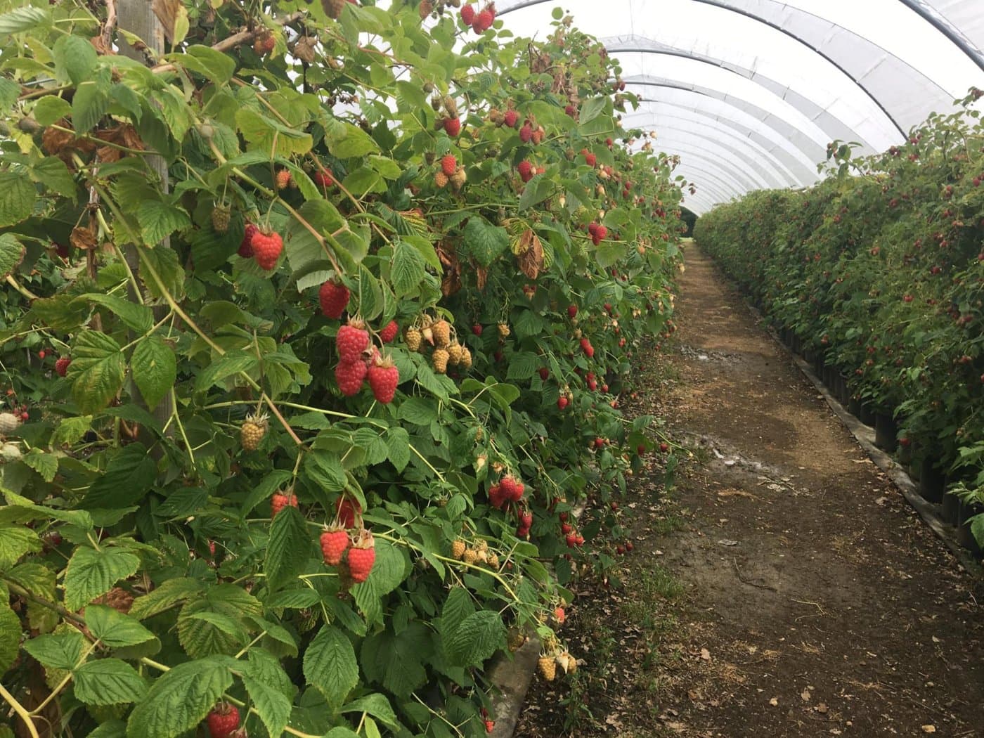 Graveley Fruit Farm - Photo