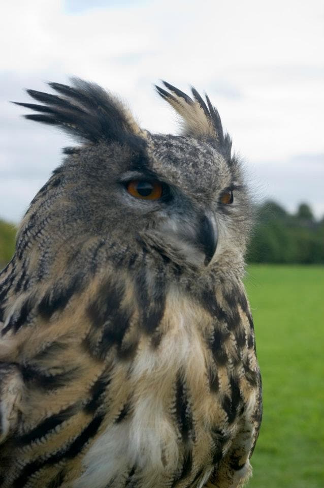 Vale Royal Falconry Centre