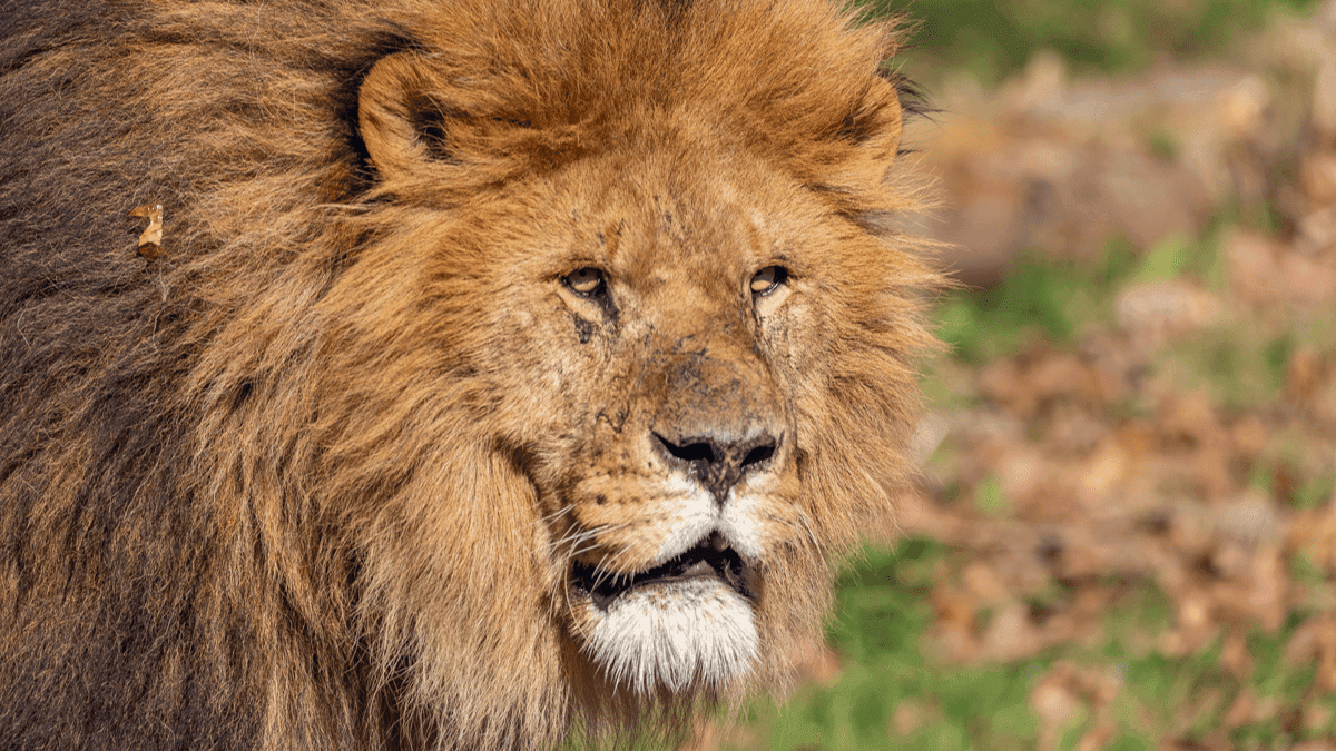 Paignton Zoo