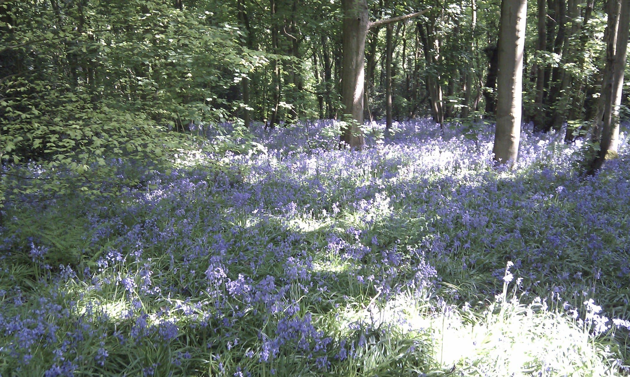 Whippendell Woods - Photo