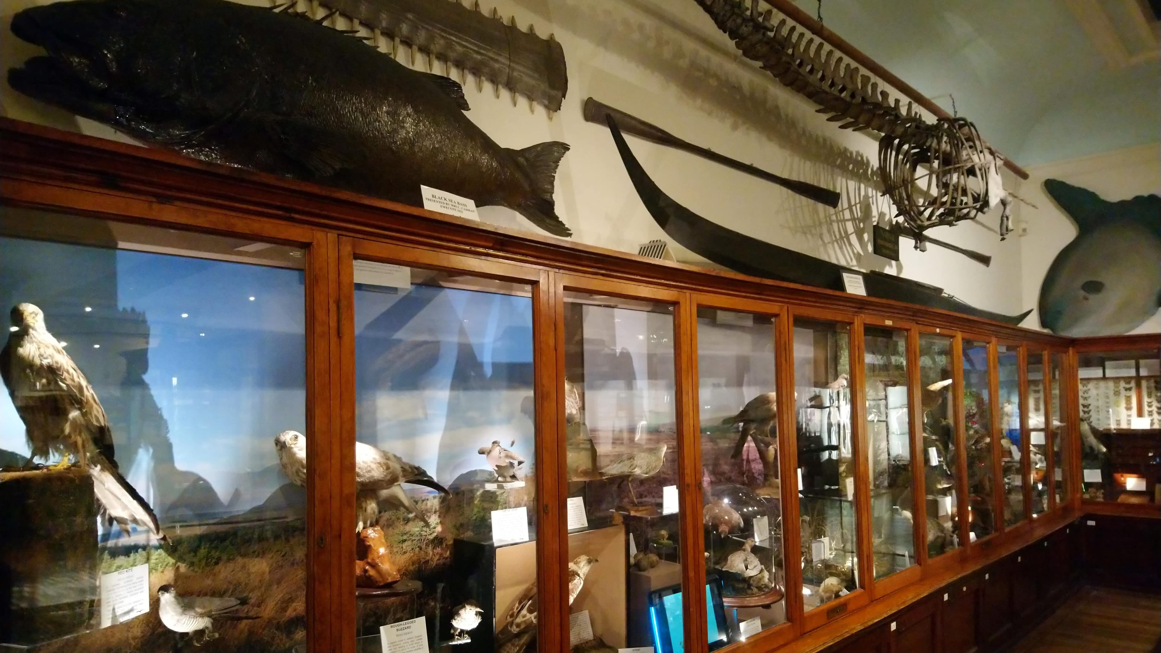 Whitby Museum - Photo