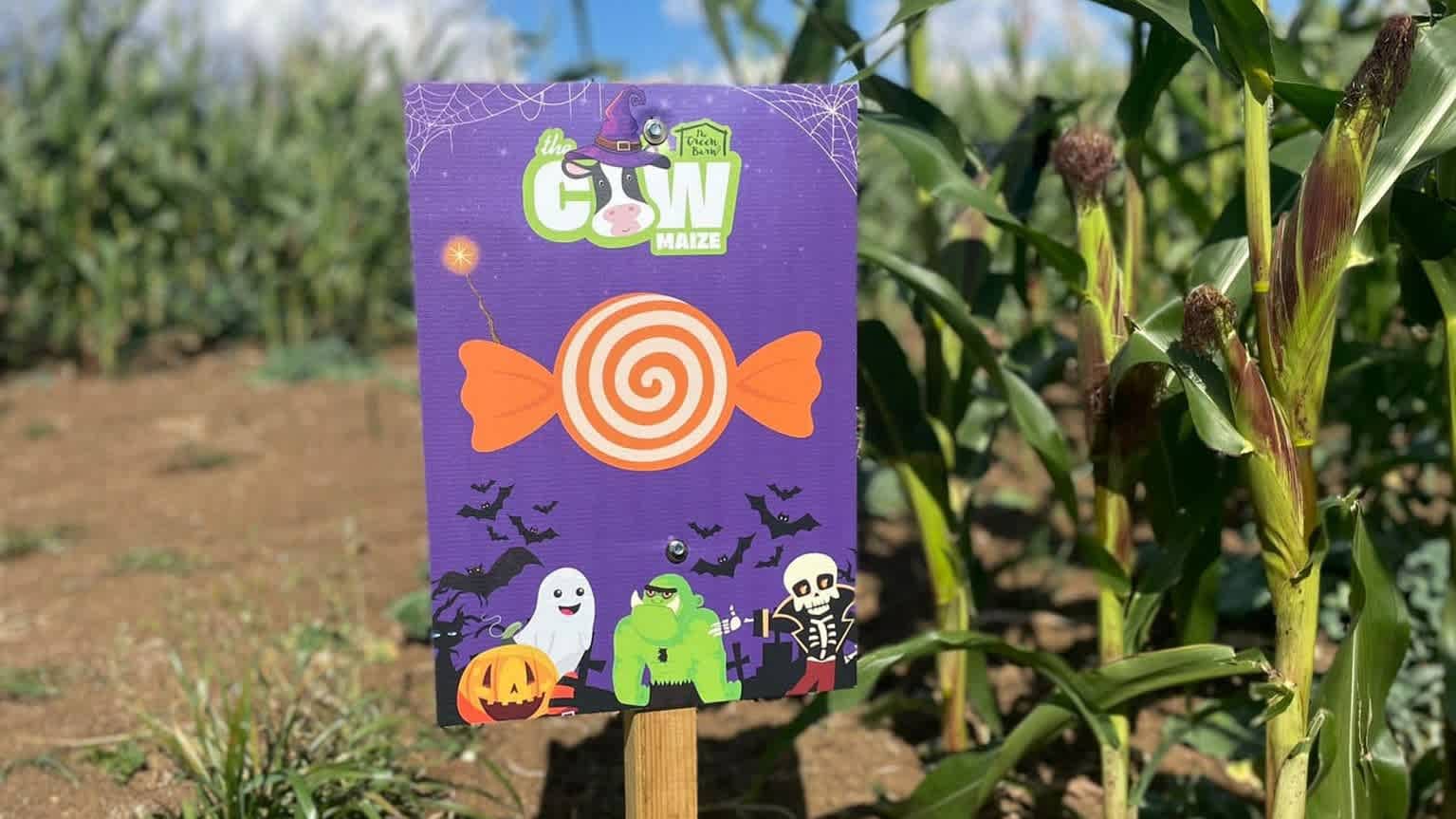 The Pumpkin Field - Photo