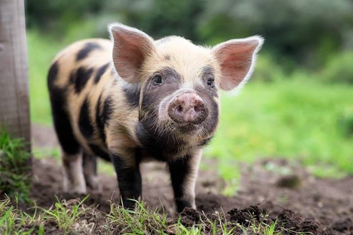 Lancaster Park & Animal Farm