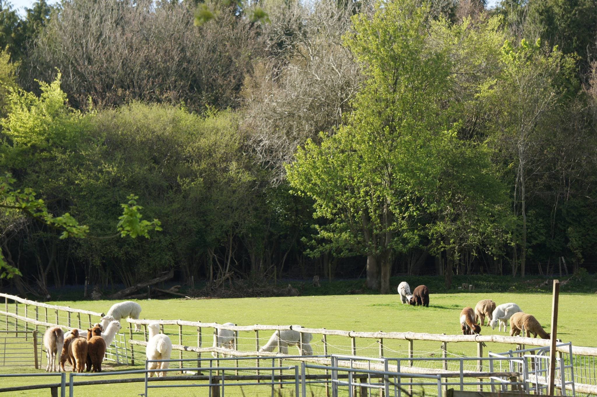 Dunreyth Alpacas - Photo